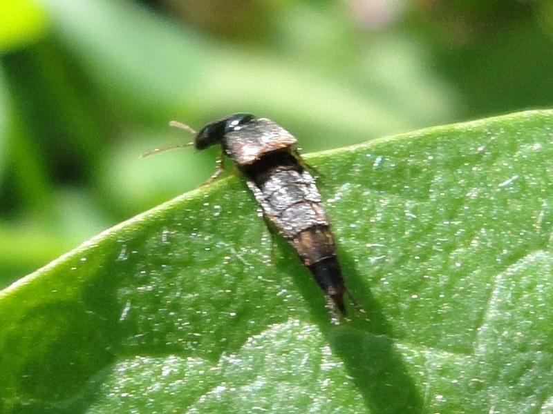 Staphylinidae non identificato